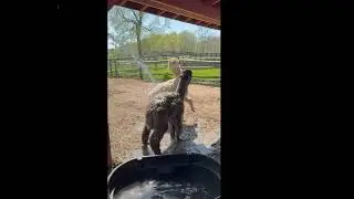 FB Goldy's Farm Animal Sanctuary Oreo loves water, Rusty, not so much! 321pm  532025
