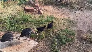 Jathi Kodi and Nattu Kodi 