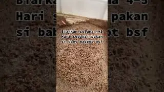 Rahasia Media Penetasan Maggot BSF