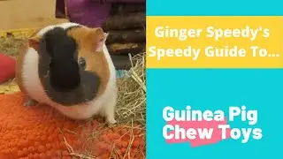 Guinea Pig Chew Toys A Guide By Ginger Speedy Our Cute Guinea Pig 🐾 Guinea Pig Care & Behaviour 🐾