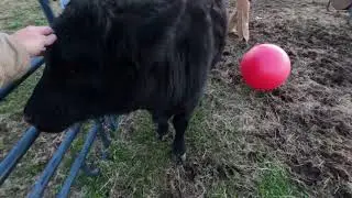 Elmo's Christmas Present
