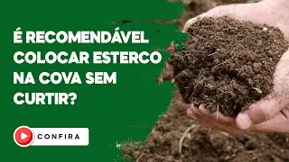 É recomendável colocar esterco na cova sem curtir? Confira agora!