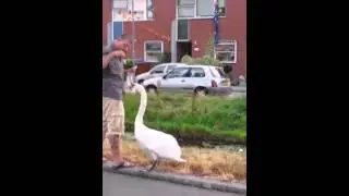 Man vs Zwaan
