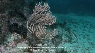 Test 7 GP-TUNE Plugin Gopro Labs Firmare Wide color Gamut + Natural + Dive + AOI UWL-03 lens