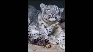 Snow Leopard cub playing with her mom #snowleopards #shorts