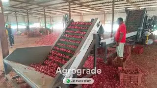 Onion Grader in Nashik - Agrograde GradePlus Pro model
