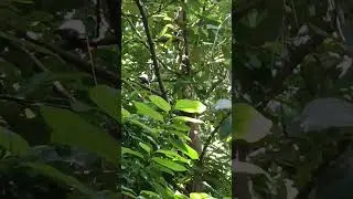 emerald dove