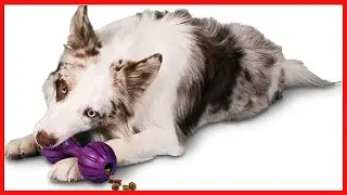 PetSafe Busy Buddy Waggle Treat-Dispensing Toy - Puppy Teething Supplies - Puzzle Toy for Food