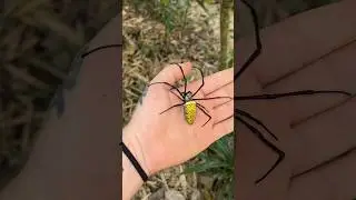 Golden Orb Weaver