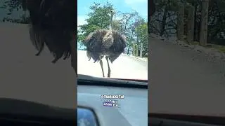 The Coolest Ostrich Ever! - RxCKSTxR Comedy Voiceover
