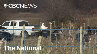 Ostrich cull looms after Supreme Court dismisses B.C. farm's appeal