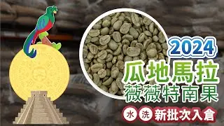 拆櫃開箱｜2024瓜地馬拉｜薇薇特南果（SHB歐規特選）到港！
