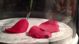 Beauty and the Beast Floating Rose