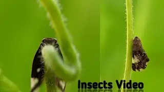 Insects macro video