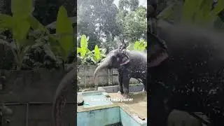 Thekkady | Elephant Camp | Safari | Elephant Bath #thekkady #kerala #vacation #vlog