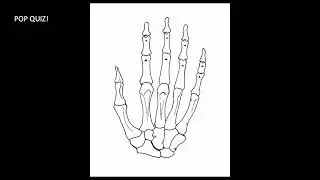 Elbow & Wrist POCUS | Diagnose Tendinopathy, Nerve Entrapment & More