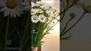 Papatya Falları