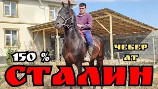 СТАЛИН 150 % кулук ат