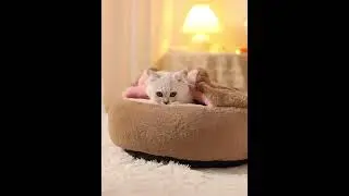 Soft Cat Bed Winter Warm Cat Sleeping Bag Semi-enclosed Cat Cave Kitten Lounger Cushion Pet House
