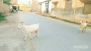 Cute goat baby, funny goat baby sound, animal crossing video ،foryou animal lovers video 2025