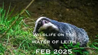 Water of Leith Wildlife - February 2025