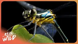 ANCIENT INSECTS | How Dragonflies Outlived The Dinosaurs | 4K