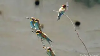 Sandberg: Where Bee-Eaters Return Every Year
