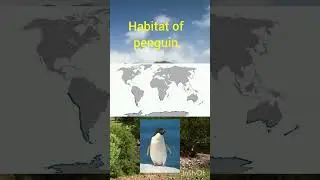 Habitat of penguin map.#mapping #geography #shorts
