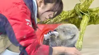 ラッコ　キラちゃんとメイちゃん　ポーズをとらせて身体チェックです　【鳥羽水族館】Sea otter Kira-chan Mei-chan Toba Aquarium