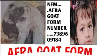Hight Breed Bakri And Bakra//Afra Goat From