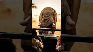 Curious Elephant Follows Tourist Car! 🐘🚙 | Incredible Wildlife Moment