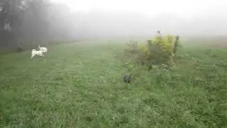 Morning walk in fog