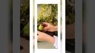 greenery at home
