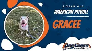 From Goofy to Great! 😍 Gracee the  American Pitbull&rsquo;s Dog Training Adventure in OKC