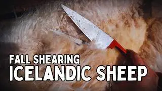 HAND SHEARING Icelandic Sheep: Fall Shearing Our Icelandic Sheep (From Wool To Yarn)