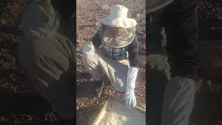 خليه النحل الضعيفة التعامل مع حتى تكون قوية