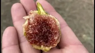 The Long Awaited “Smith” Fig - Taste Test