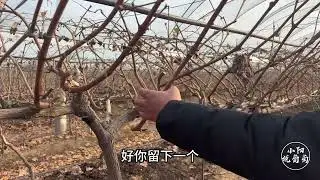 葡萄枝条更新换代时应采用哪些方式？#葡萄 #种植技术 #冬剪 #农业种植 #阳光玫瑰