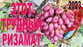 🍇 РИЗАМАТ - виноград, который уплетают за ОБЕ ЩЕКИ.