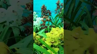 cymbidium orchid flower shows pokhribong Darjeeling 22 March to 24 / 2025 &hearts;️ #orchids #cymbidium &hearts;️