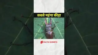 😮 World's Most Expensive Beetle ! #shorts #facts #factoshorts
