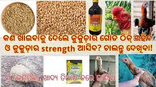Feed management in poultry, aseel bird in rainy season। #princeaseelpoint