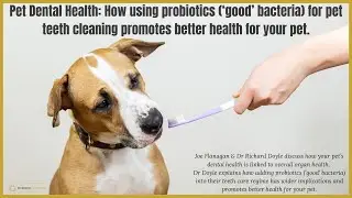 Pet Dental Health: How using probiotics for pet teeth cleaning promotes better health for your pet.