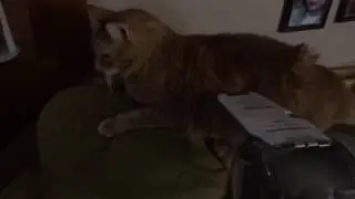 Dust Busting The Cat