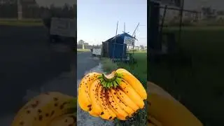time lapse banana Degradation #FruitDecay #NatureTimeLapse #RipeningProcess #FoodScience