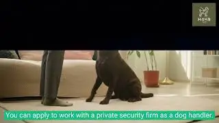 What qualifications do I need to be a security dog handler UK?