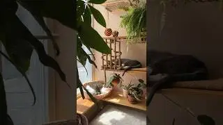 Cats react to DIY cat shelves jungle makeover. 🌱✨🥹