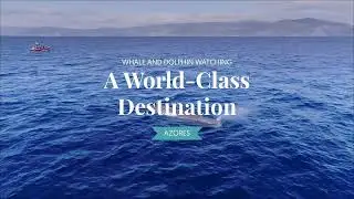 The Azores | Whale Watching World-Class Destination
