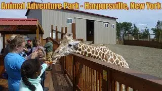 ANIMAL ADVENTURE PARK  FEATURING APRIL THE GIRAFFE-  Harpursville, New York
