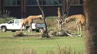 UCF Reports - Disney Giraffe Research
